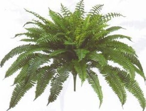 One Designer Quality 50 Inch Spread 92 Branch Artificial Silk Boston Fern Bush Plant Indoor Only in Kuwait