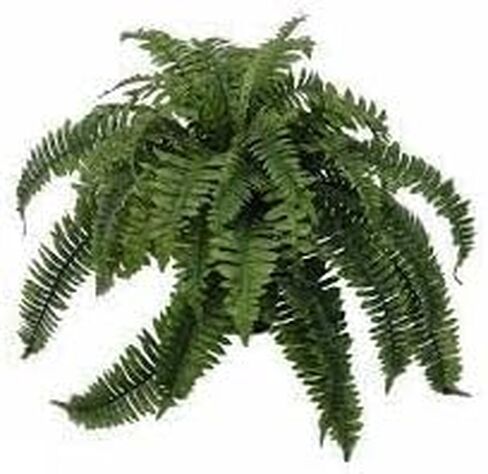 One Designer Quality 50 Inch Spread 92 Branch Artificial Silk Boston Fern Bush Plant Indoor Only in Kuwait