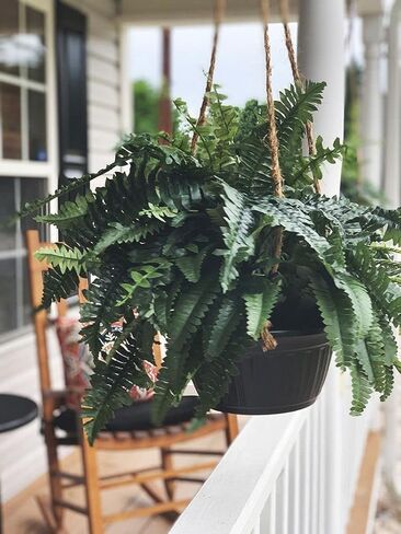 One Designer Quality 50 Inch Spread 92 Branch Artificial Silk Boston Fern Bush Plant Indoor Only in Kuwait