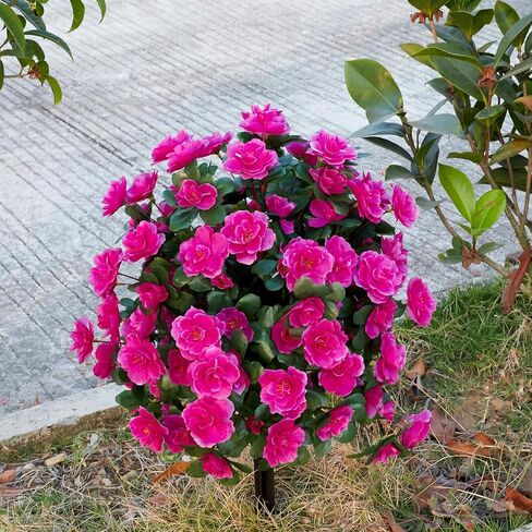 زهور حرير صناعية أزاليا للخارج مع ارتفاع أرضي، ربيع وصيف 23 بوصة زهور صناعية شجيرات كروية للمنزل والحديقة والفناء ومقاومة للأشعة فوق البنفسجية (أرجواني) in Kuwait