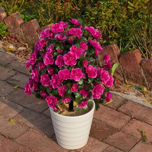 زهور حرير صناعية أزاليا للخارج مع ارتفاع أرضي، ربيع وصيف 23 بوصة زهور صناعية شجيرات كروية للمنزل والحديقة والفناء ومقاومة للأشعة فوق البنفسجية (أرجواني) in Kuwait