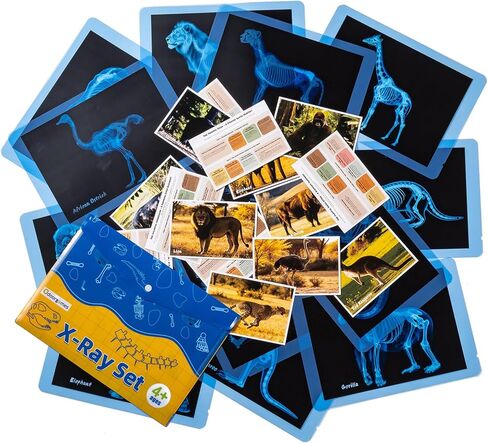 سلسلة الحيوانات الأليفة الحيوانات الأليفة للأطفال ، مجموعة الأشعة السينية للحيوانات الأليفة ، وملحقات الجدول الخفيفة ، مثالية للعب الأدوار البيطرية والتعلم حول تشريح الحيوانات الأليفة in Kuwait