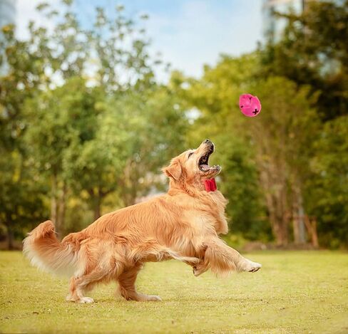 ألعاب Auscat Dog مضغ ، مغذية بطيئة ، ألعاب إثراء متينة ، شكل خشب in Kuwait