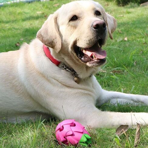 ألعاب Auscat Dog مضغ ، مغذية بطيئة ، ألعاب إثراء متينة ، شكل خشب in Kuwait