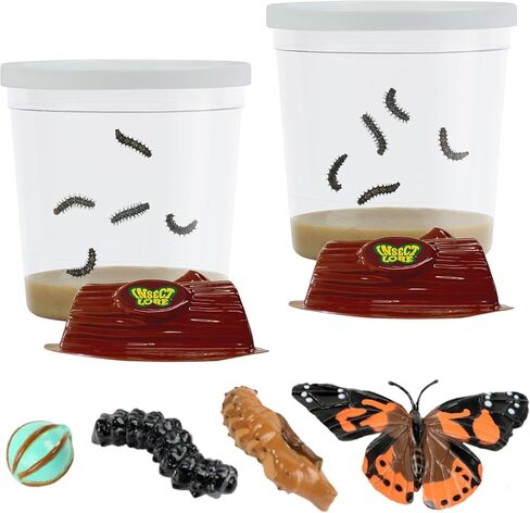 Insect Lore Cup of Live Baby Caterpillars with Figurines | Butterfly Kit Refill - Plus Butterfly Life Cycle Stages Toy Figurines | 5 Painted Lady Caterpillars Shipped Now in Kuwait