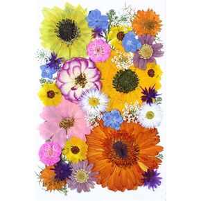 100 pcs Real Pressed Dried Flowers Mini White Gypsophila Baby's Breath for Wedding Invitation Resin DIY Art Floral Decors in Kuwait