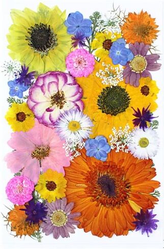 100 pcs Real Pressed Dried Flowers Mini White Gypsophila Baby's Breath for Wedding Invitation Resin DIY Art Floral Decors in Kuwait