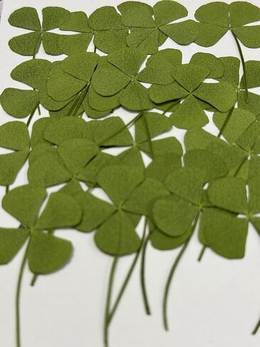 24 pcs Mini Four Leaf Clover Real Pressed Dried Flowers for Resin DIY Craft Art Floral Decors - (Size Around 1-1.5cm) in Saudi Arabia
