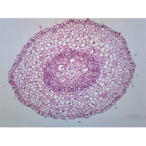 EISCO Zea Mays Root Tip, Cross Section - Prepared Microscope Slide - 75 x 25mm - Biology & Microscopy in Kuwait