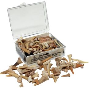 أسنان القرش الأحفوري الحقيقية في صندوق العرض in Kuwait