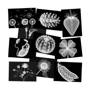 Vegetable, Fruit and Plant X-Rays, Set of 10, Simulation Specimen, Science Experiment Material for Kindergarten, Light Table, Montessori & Reggio-Inspired (Plant) in Kuwait
