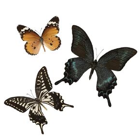 3 Pcs Real Butterfly Specimen - Taxidermy Butterfly DIY Creative Production in Kuwait