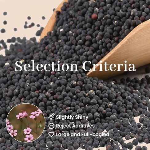 600 Pcs Ear Seeds Kit – Natural Vaccaria Seeds for Auricular Acupressure – Complete Reflexology Set with Acupuncture Pen, Tweezers & Ear Chart – Non-Invasive Self-Adhesive Beads for Wellness in Kuwait