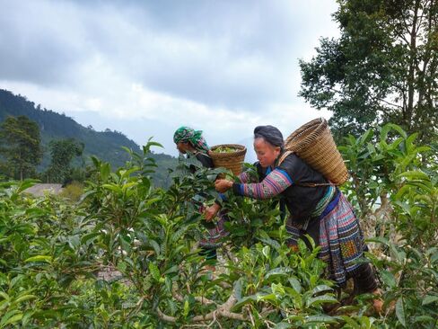 600 Pcs Ear Seeds Kit – Natural Vaccaria Seeds for Auricular Acupressure – Complete Reflexology Set with Acupuncture Pen, Tweezers & Ear Chart – Non-Invasive Self-Adhesive Beads for Wellness in Kuwait