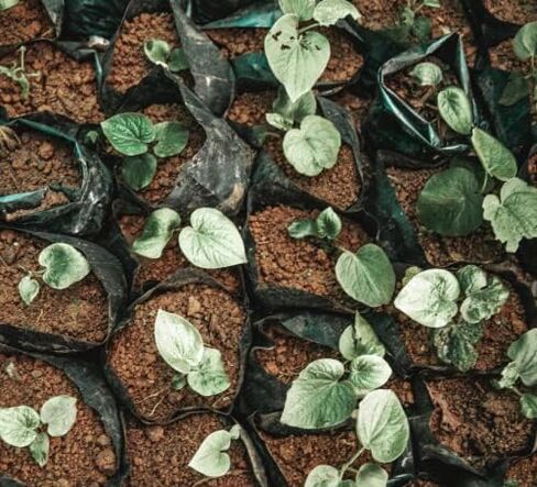 FijiKava Instant Kava Kava Powder 500g – Premium Kava Root Powder with High Kavalactone Content – Natural Relaxation Aid for Calmness, Stress Relief, and Sleep Support – Easy-to-Mix in Kuwait