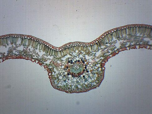 EISCO Cycas Leaf - Cross Section - Prepared Microscope Slide - 75 x 25mm - Biology & Microscopy in Saudi Arabia