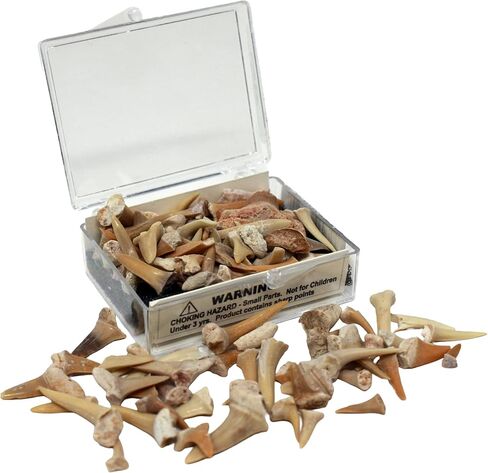 أسنان القرش الأحفوري الحقيقية في صندوق العرض in Kuwait