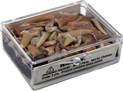 أسنان القرش الأحفوري الحقيقية في صندوق العرض in Kuwait