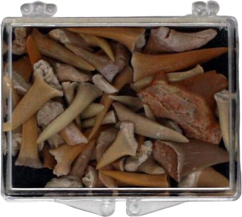 أسنان القرش الأحفوري الحقيقية في صندوق العرض in Kuwait