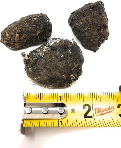 كريات بومة الحظيرة المميزة، كبيرة: 1.5 بوصة - 2.5 بوصة (عبوة من قطعة واحدة) - يتضمن مخطط تعريف العظام مجانًا وملقطًا واختيار مجداف ودليل التدريس! in Kuwait