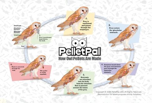 كريات بومة الحظيرة المميزة، كبيرة: 1.5 بوصة - 2.5 بوصة (عبوة من قطعة واحدة) - يتضمن مخطط تعريف العظام مجانًا وملقطًا واختيار مجداف ودليل التدريس! in Kuwait