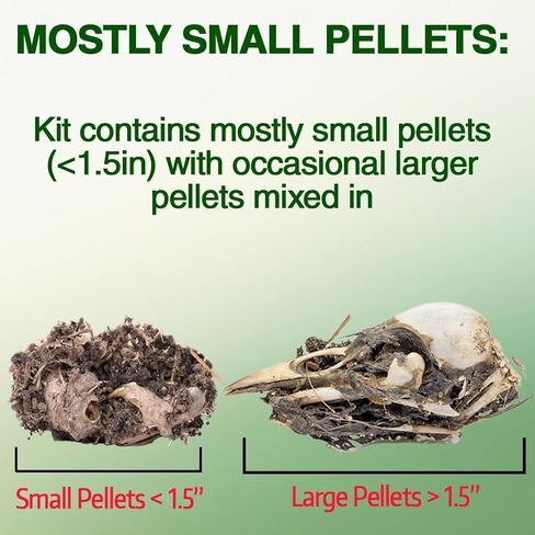 ES EVVIVA SCIENCES Owl Pellet Kit - Dissect 15 Mostly Small Real Owl Pellets w/Tools & PDF Bone Charts - Science Education Kit for Ages 15+ - Hands-On Animal Biology Science Lab Activity in Saudi Arabia