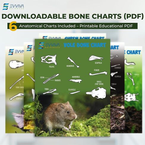 ES EVVIVA SCIENCES Owl Pellet Kit - Dissect 15 Mostly Small Real Owl Pellets w/Tools & PDF Bone Charts - Science Education Kit for Ages 15+ - Hands-On Animal Biology Science Lab Activity in Saudi Arabia