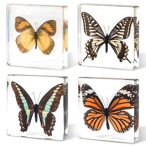4-Pack Taxidermy Butterfly, Real Butterflies Specimens in Resin - Genuine Resin Butterflies Framed Display for Taxidermy Bugs, Oddities, Biology, Science & Home Decor (3x3x1 inch) in Kuwait
