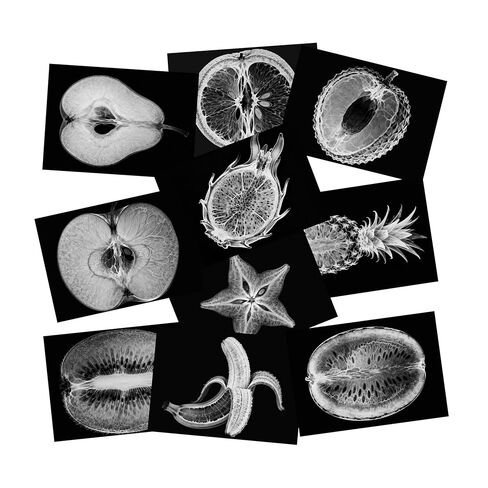 Vegetable, Fruit and Plant X-Rays, Set of 10, Simulation Specimen, Science Experiment Material for Kindergarten, Light Table, Montessori & Reggio-Inspired (Plant) in Kuwait