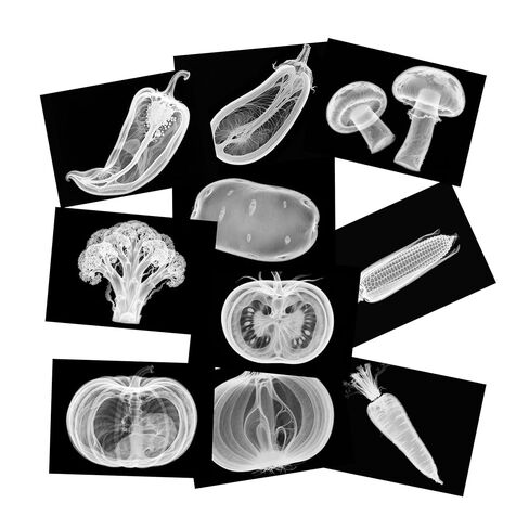 Vegetable, Fruit and Plant X-Rays, Set of 10, Simulation Specimen, Science Experiment Material for Kindergarten, Light Table, Montessori & Reggio-Inspired (Plant) in Kuwait
