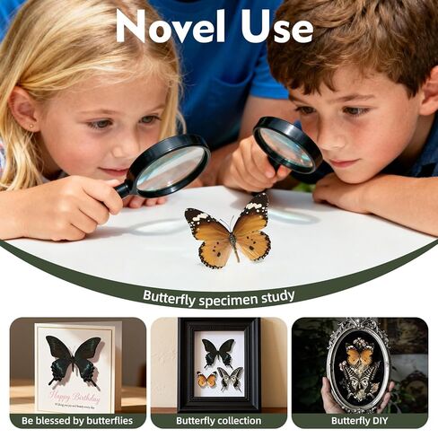 3 Pcs Real Butterfly Specimen - Taxidermy Butterfly DIY Creative Production in Kuwait