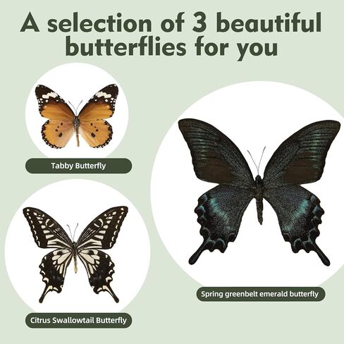 3 Pcs Real Butterfly Specimen - Taxidermy Butterfly DIY Creative Production in Kuwait