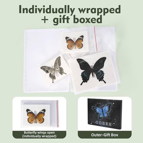 3 Pcs Real Butterfly Specimen - Taxidermy Butterfly DIY Creative Production in Kuwait