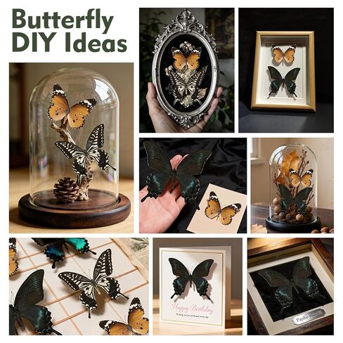 3 Pcs Real Butterfly Specimen - Taxidermy Butterfly DIY Creative Production in Kuwait