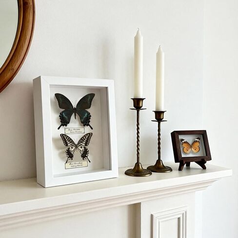 3 Pcs Real Butterfly Specimen - Taxidermy Butterfly DIY Creative Production in Kuwait