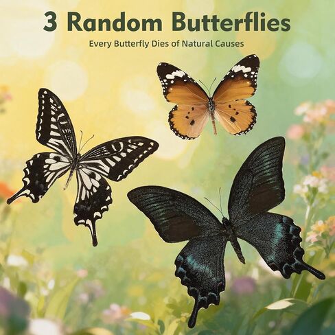 3 Pcs Real Butterfly Specimen - Taxidermy Butterfly DIY Creative Production in Kuwait