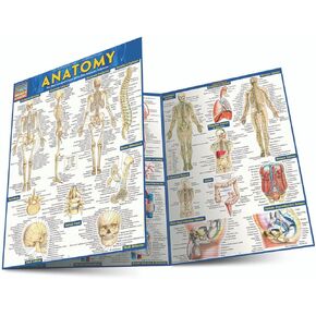 Anatomy: QuickStudy Laminated Reference Guide (Quickstudy Academic) in Kuwait