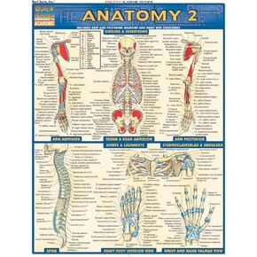 Anatomy 2 - Reference Guide (8.5 x 11): a QuickStudy Laminated Reference Guide (Quick Study Academic) in Kuwait