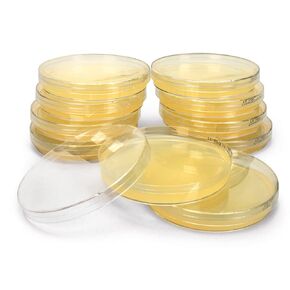 Luria Broth Agar + Ampicillin, Prepoured Medium Plates in Kuwait