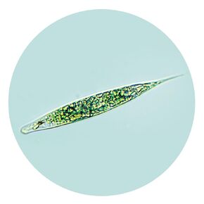 Euglena, Living Culture, Single Biflagellated Cells, Enough Materials for 30 Students in Kuwait