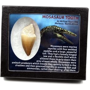 Felt Mounted Bobs, MP-5, Hard, Item No. 17.228 in Kuwait