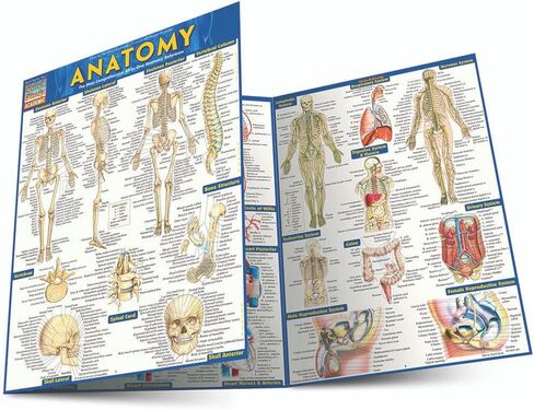 Anatomy: QuickStudy Laminated Reference Guide (Quickstudy Academic) in Kuwait