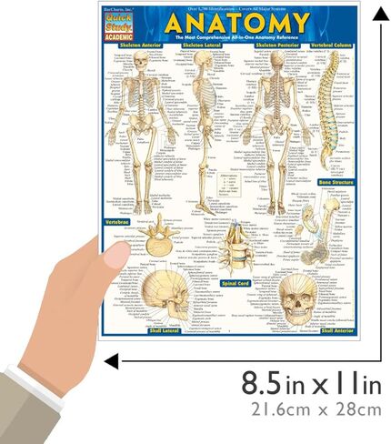 Anatomy: QuickStudy Laminated Reference Guide (Quickstudy Academic) in Kuwait