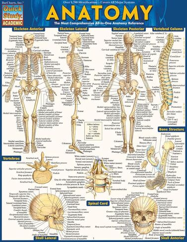 Anatomy: QuickStudy Laminated Reference Guide (Quickstudy Academic) in Kuwait