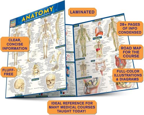 Anatomy: QuickStudy Laminated Reference Guide (Quickstudy Academic) in Kuwait