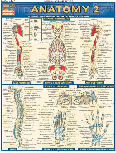 Anatomy 2 - Reference Guide (8.5 x 11): a QuickStudy Laminated Reference Guide (Quick Study Academic) in Kuwait