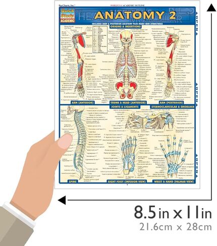 Anatomy 2 - Reference Guide (8.5 x 11): a QuickStudy Laminated Reference Guide (Quick Study Academic) in Kuwait