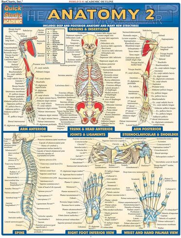 Anatomy 2 - Reference Guide (8.5 x 11): a QuickStudy Laminated Reference Guide (Quick Study Academic) in Kuwait