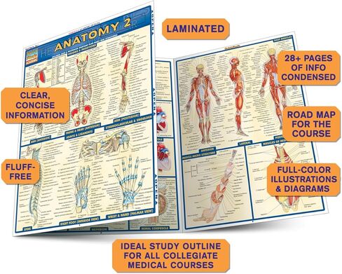 Anatomy 2 - Reference Guide (8.5 x 11): a QuickStudy Laminated Reference Guide (Quick Study Academic) in Kuwait