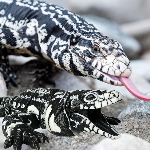 3D Printed Realistic Tegu Replica - Articulating Limbs & Movable Tail - Functional Jaw - Lifelike Collectible Reptile Model (White) in Kuwait